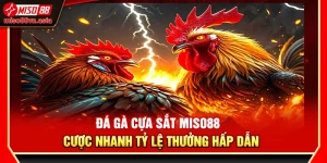 Đá Gà Cựa Sắt Miso88 – Cược Nhanh Tỷ Lệ Thưởng Hấp Dẫn