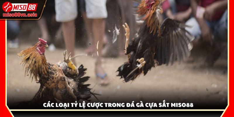 Tìm hiểu các dạng tỷ lệ cược phổ biến